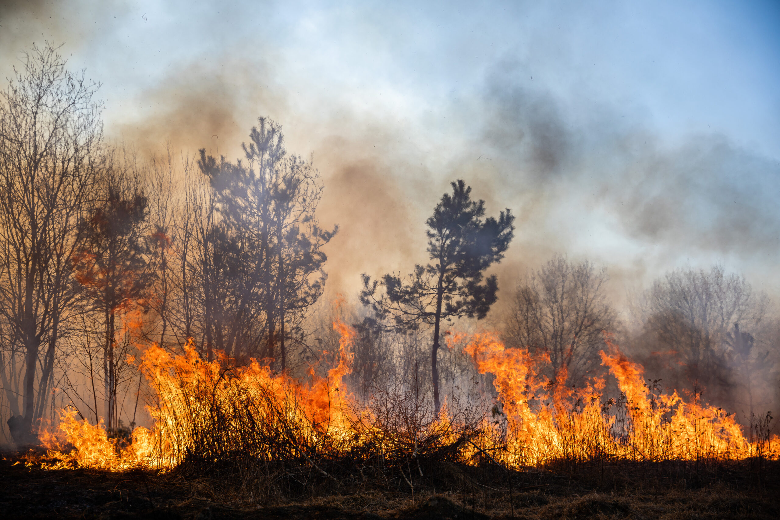 bushfire in a forest