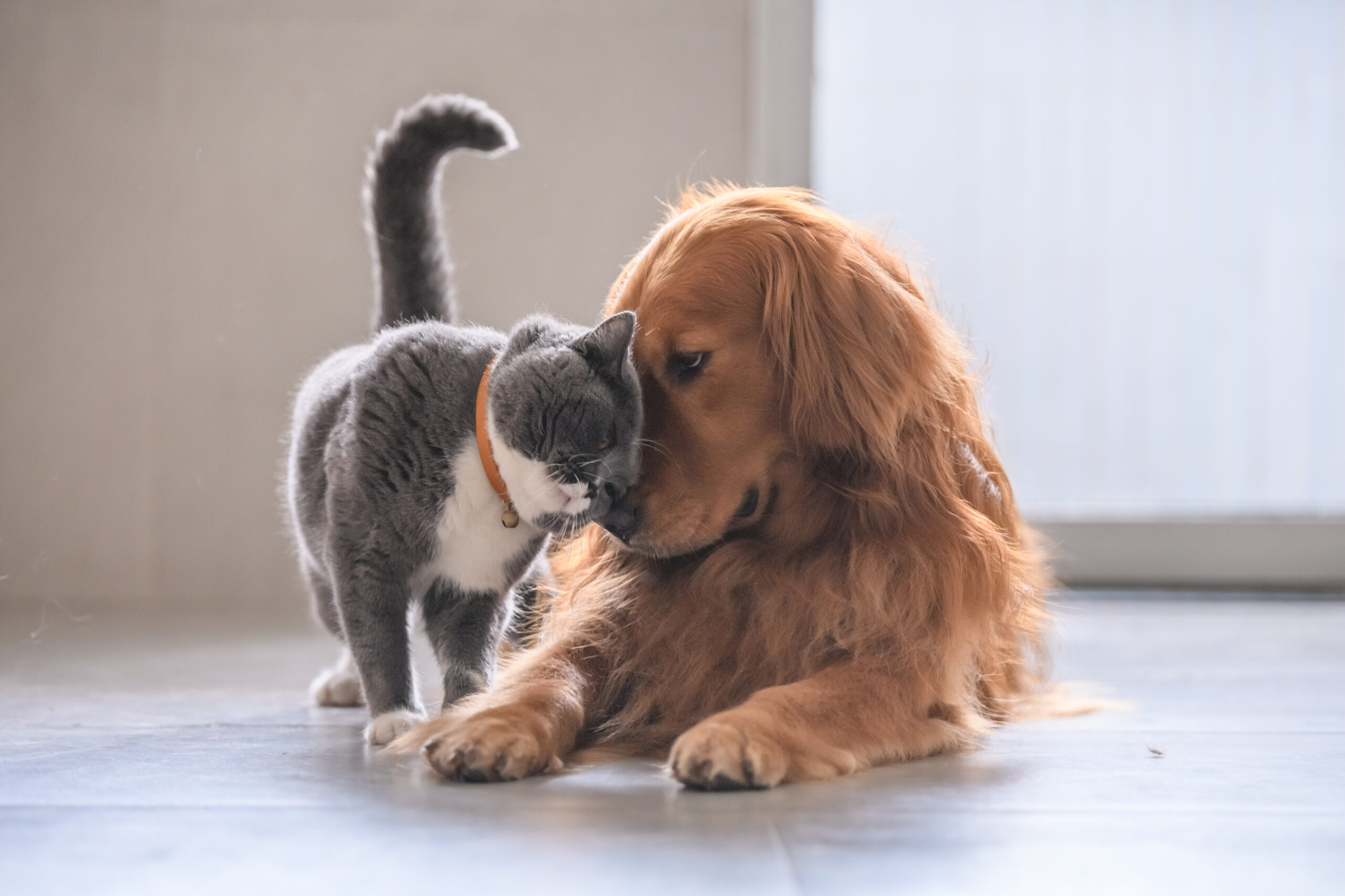 Dog and cat